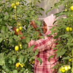A woman smiling and standing among fruit trees.