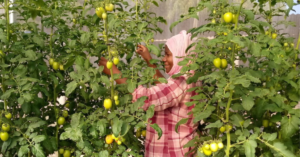 A woman smiling and standing among fruit trees.