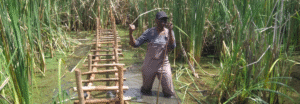 Sharon working on the wooden walkway above the water of the wetland.